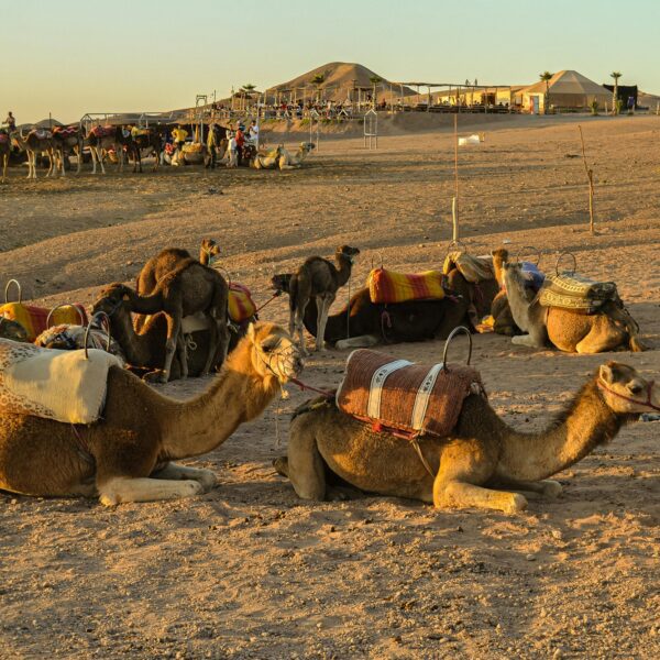 Desert Dinner at Agafay , Agafay Quad Bike , Sunset, Dinner Show Full Package