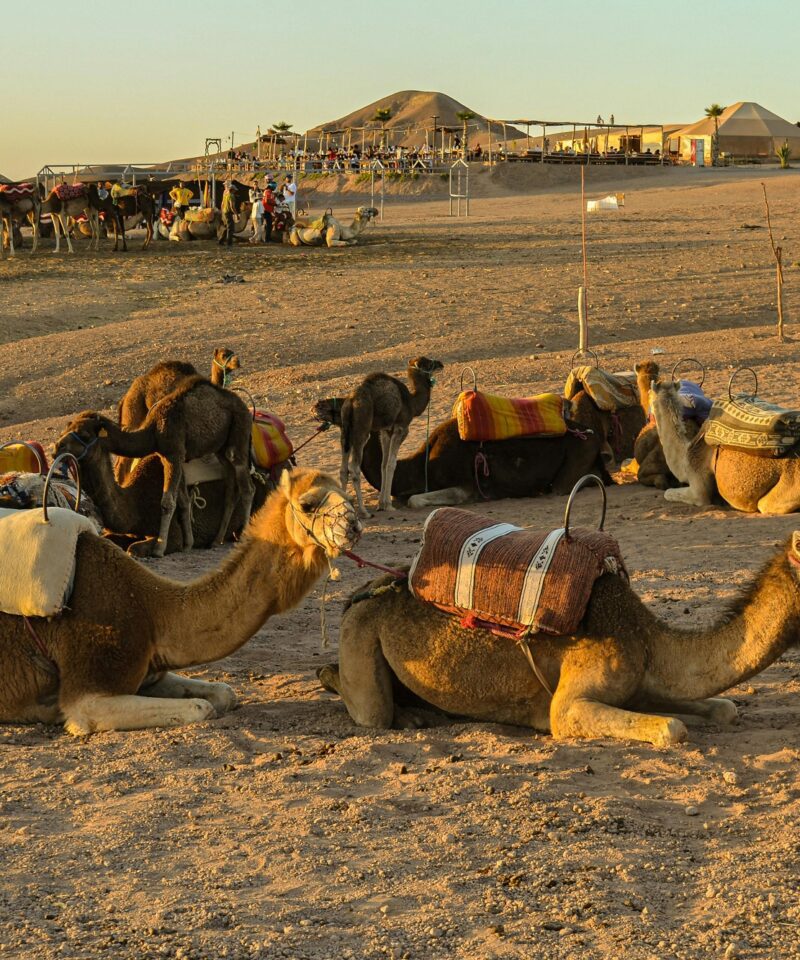 Desert Dinner at Agafay , Agafay Quad Bike , Sunset, Dinner Show Full Package