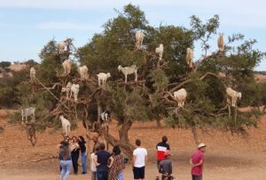 Full day trip to Essaouira, beach and Argan forest