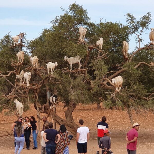 Full day trip to Essaouira, beach and Argan forest