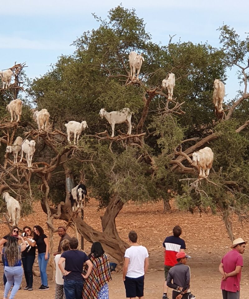 Full day trip to Essaouira, beach and Argan forest