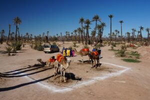 Camel Ride and Sunset view In Marrakech Palm Grove