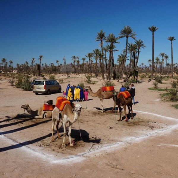 Camel Ride and Sunset view In Marrakech Palm Grove