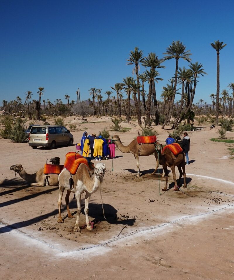 Camel Ride and Sunset view In Marrakech Palm Grove